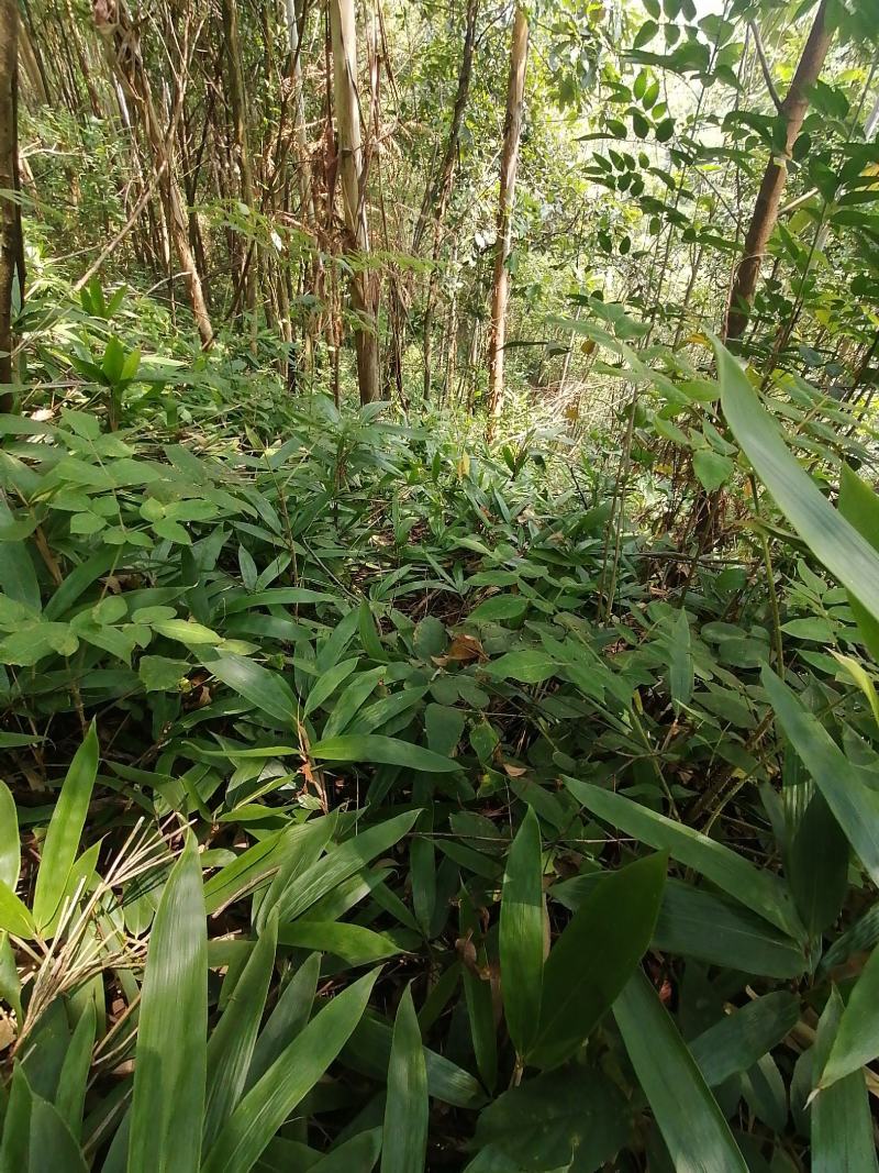 棕叶，深山天然野生货。