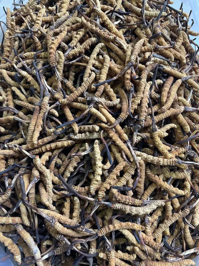 精品冬虫夏草，一手货源，品质保证
