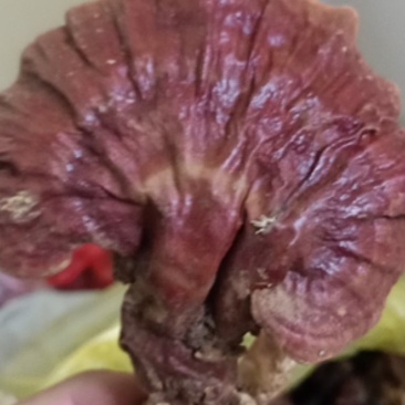云南野生白灵芝量不大品质非常好