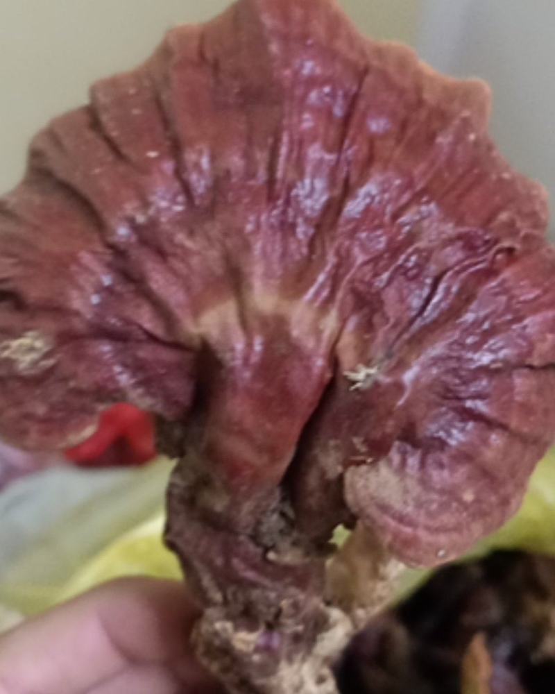 云南野生白灵芝量不大品质非常好