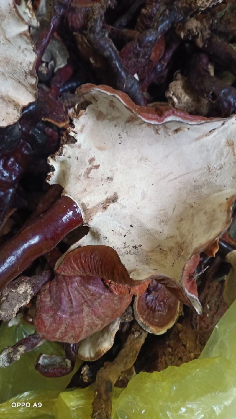 云南野生白灵芝量不大品质非常好
