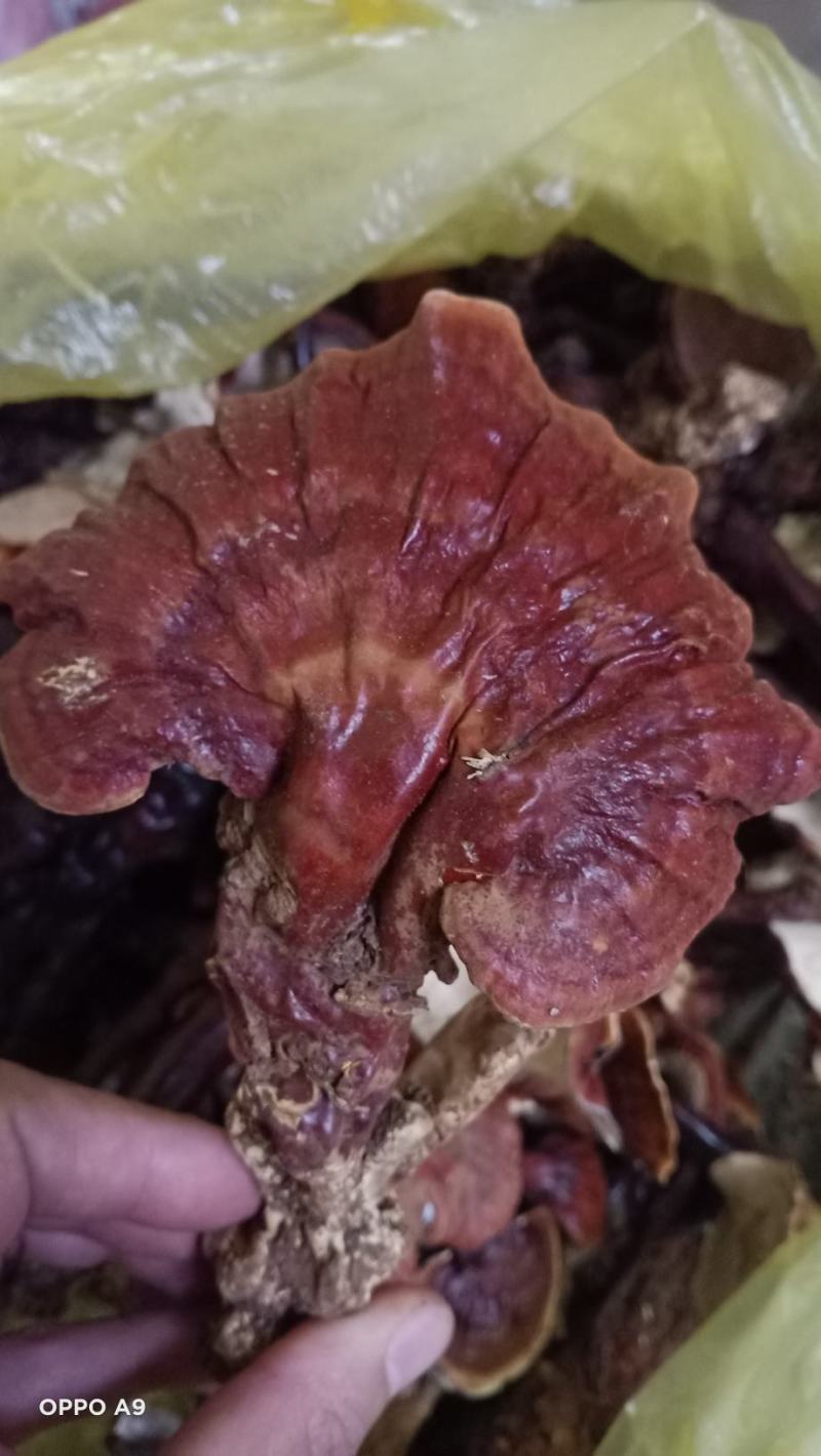 云南野生白灵芝量不大品质非常好