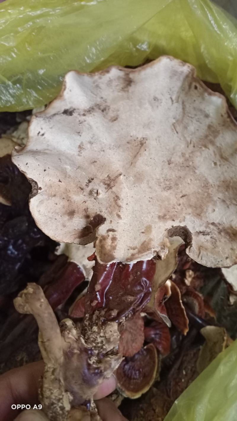 云南野生白灵芝量不大品质非常好