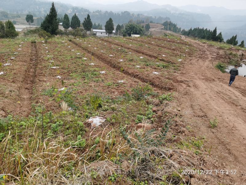 标准化果园出租50亩起租道路管道通平均地租每亩450