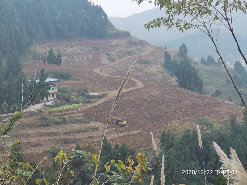 标准化果园出租50亩起租道路管道通平均地租每亩450