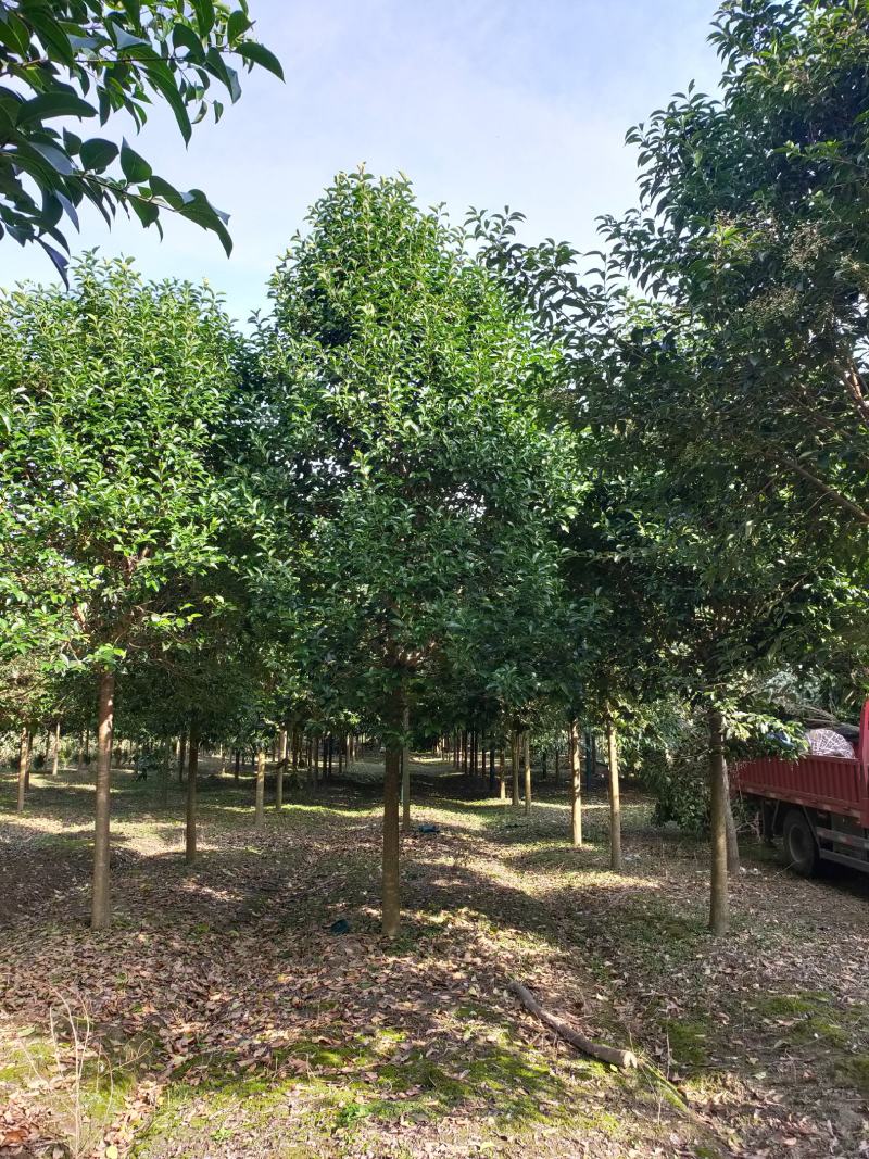 江苏省东台市大叶女贞基地
