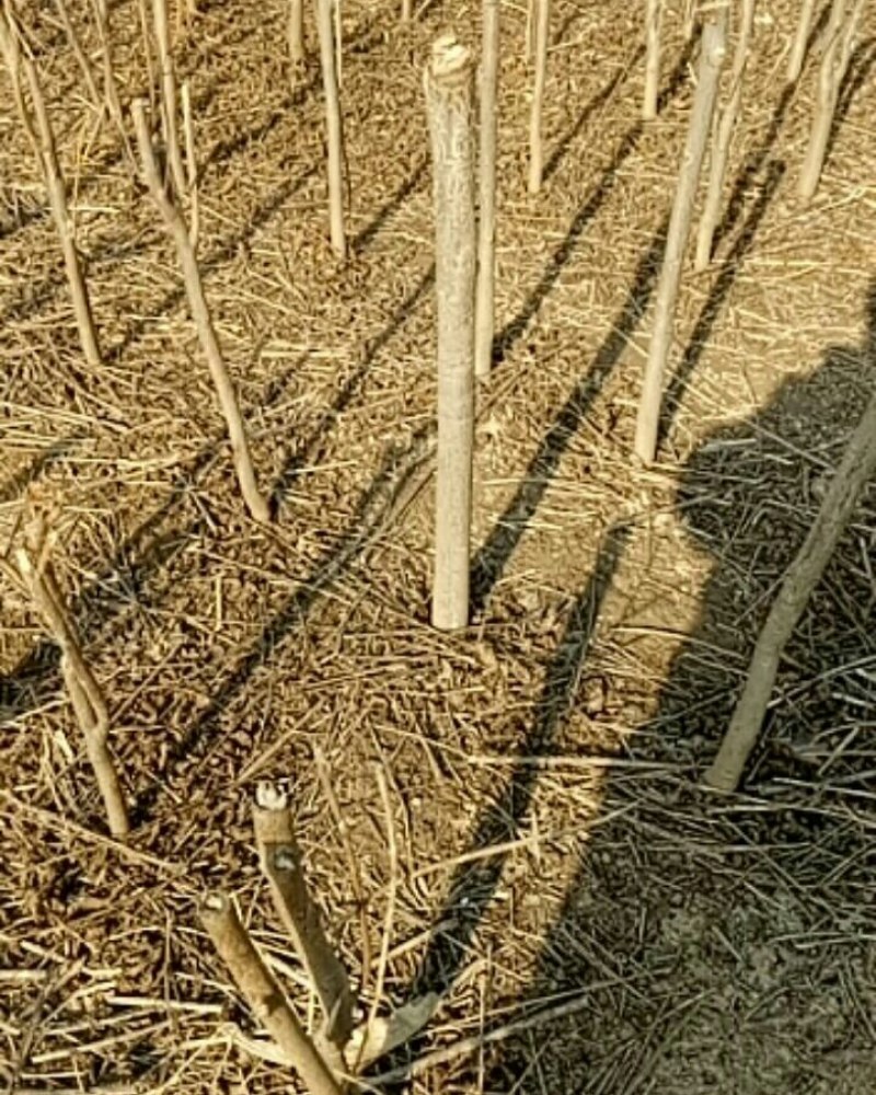 红油香椿树苗，出牙量多，颜色纯正