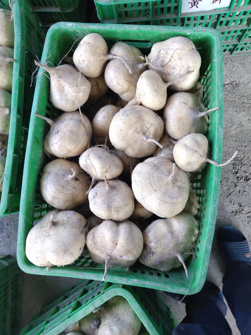 出售精品沙葛，质量杠杠滴