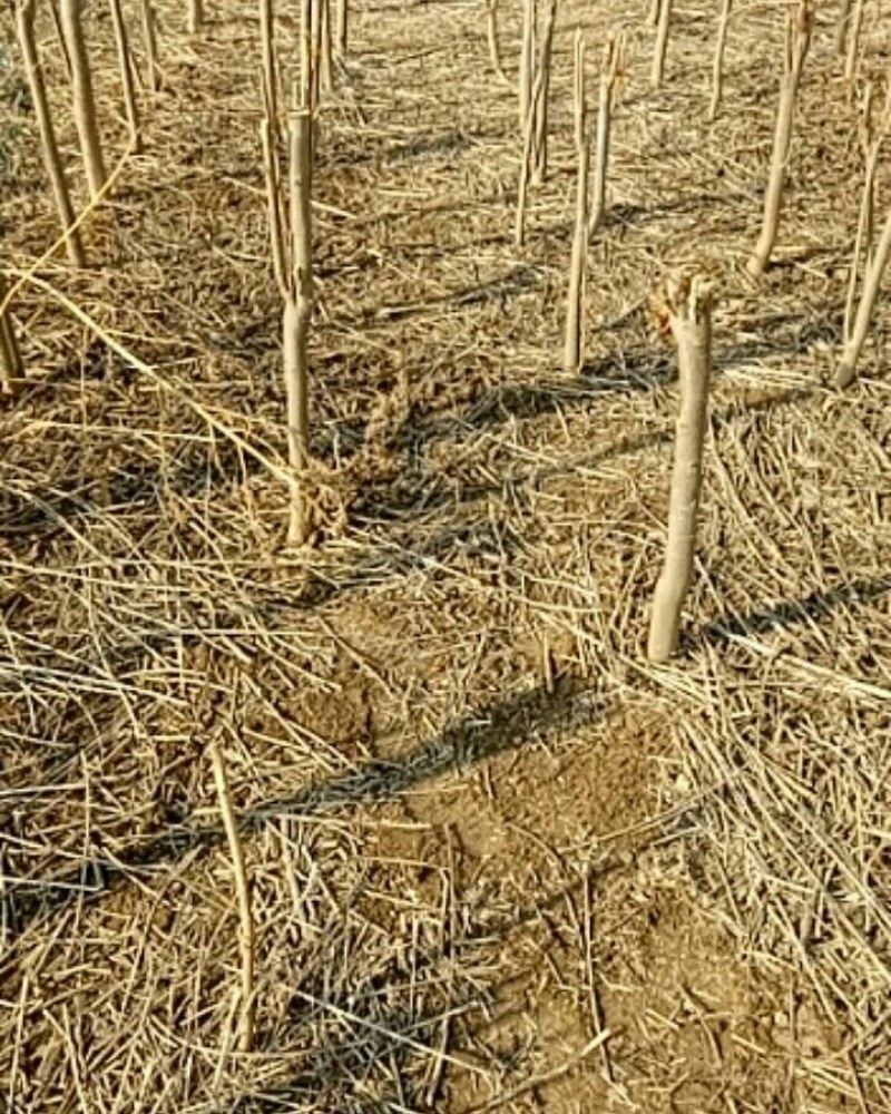 红油香椿树苗，出牙量多，颜色纯正