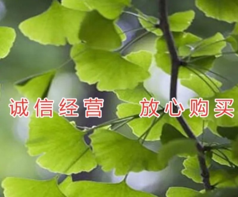 金叶银杏苗黄叶《速生生长速度快》成活率高