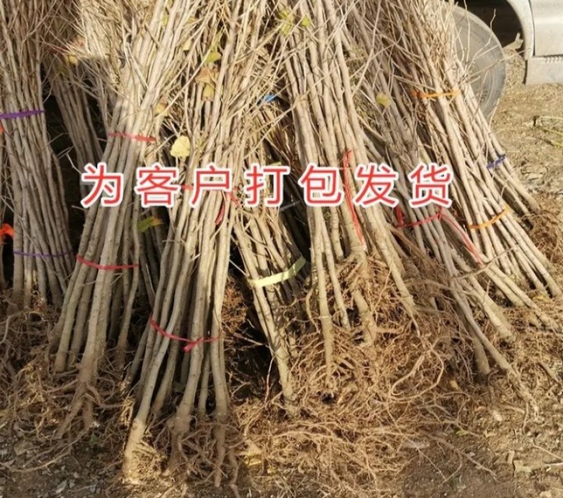 金叶银杏苗黄叶《速生生长速度快》成活率高