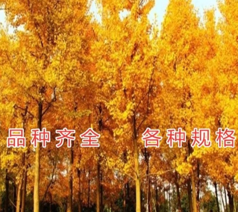 金叶银杏苗黄叶《速生生长速度快》成活率高