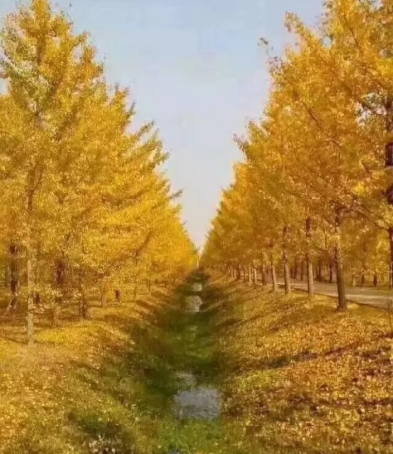金叶银杏苗黄叶《速生生长速度快》成活率高