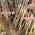 金叶银杏苗黄叶《速生生长速度快》成活率高