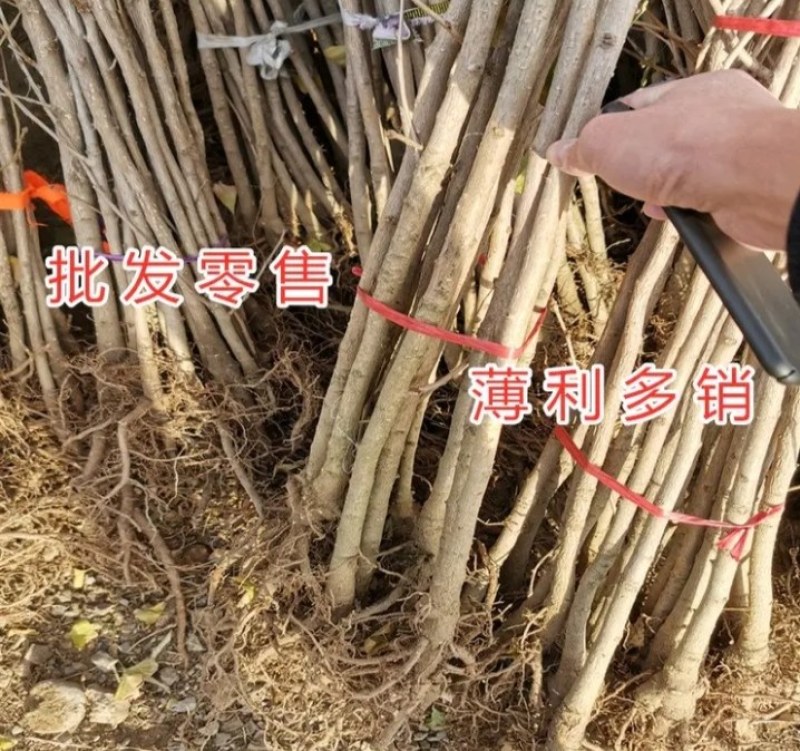 金叶银杏苗黄叶《速生生长速度快》成活率高