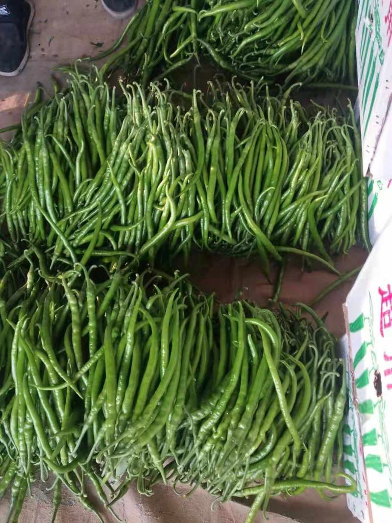 【产地直发】兰陵县精品线椒大量低价供货，椒形细长，全国供货，