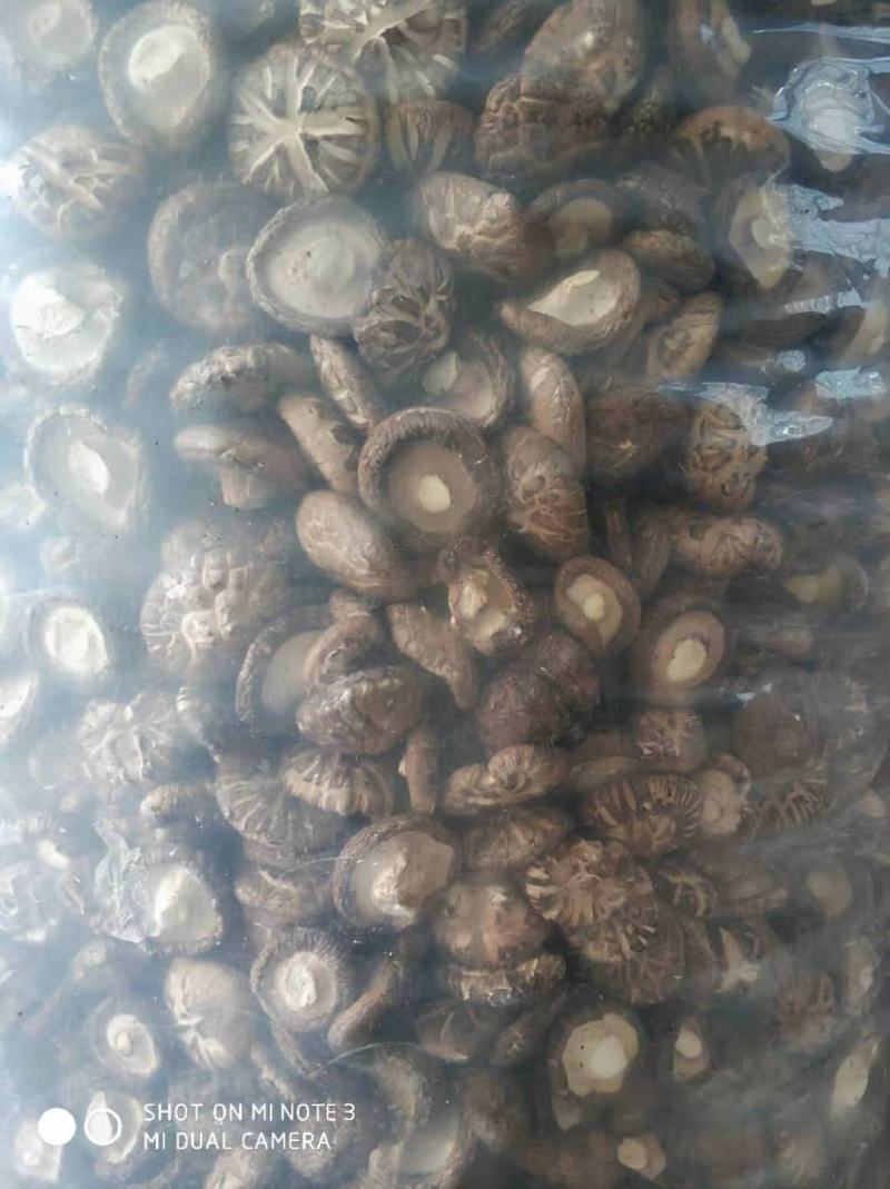 自己基地的干香菇，质量好