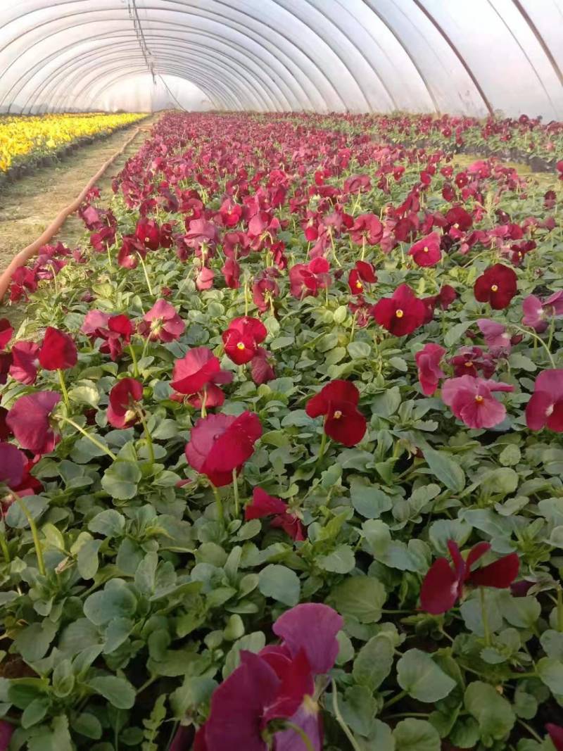 角堇成品，租摆成品花，景观花海，小区花境