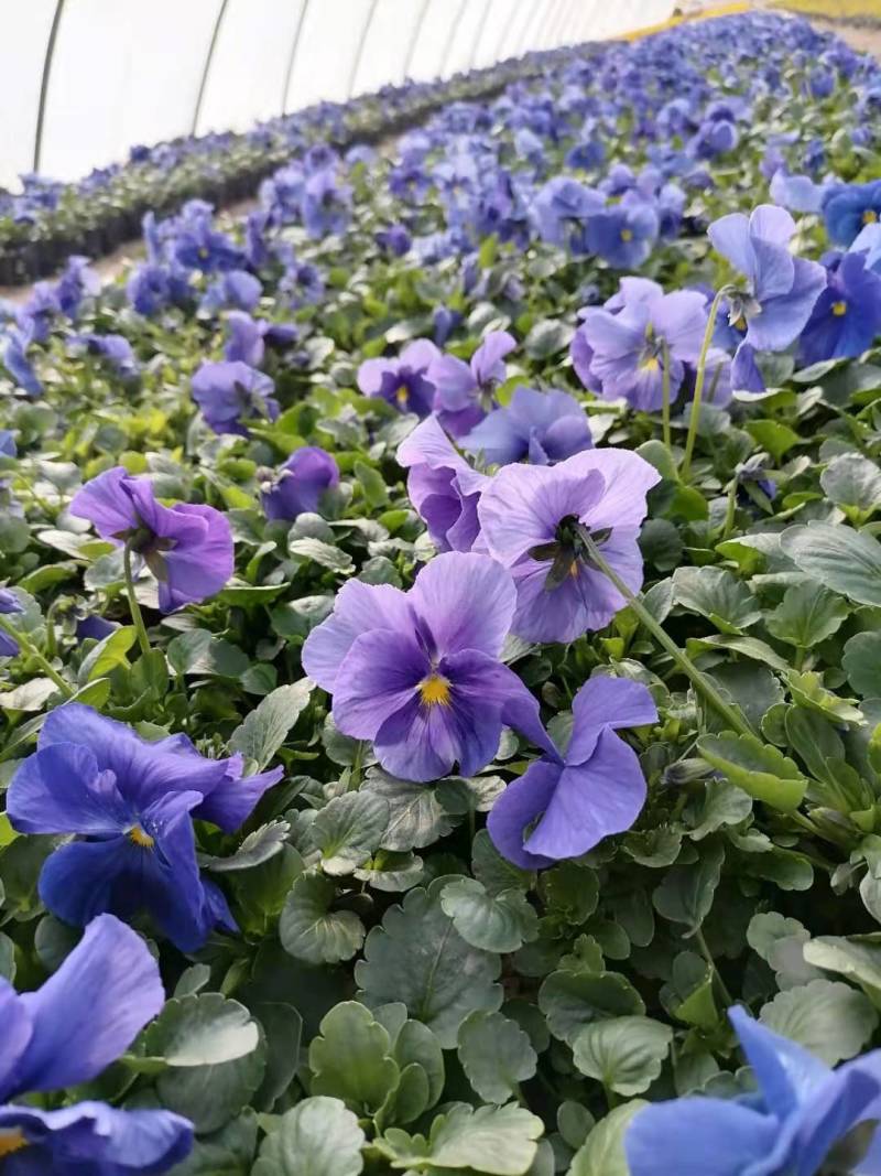 角堇成品，租摆成品花，景观花海，小区花境