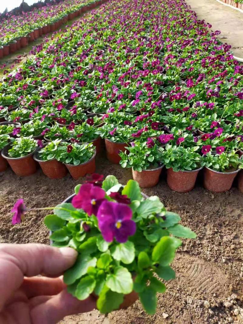 角堇成品，租摆成品花，景观花海，小区花境