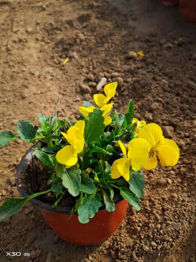角堇成品，租摆成品花，景观花海，小区花境