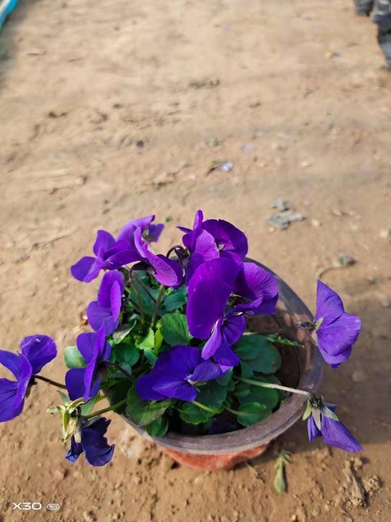 角堇成品，租摆成品花，景观花海，小区花境