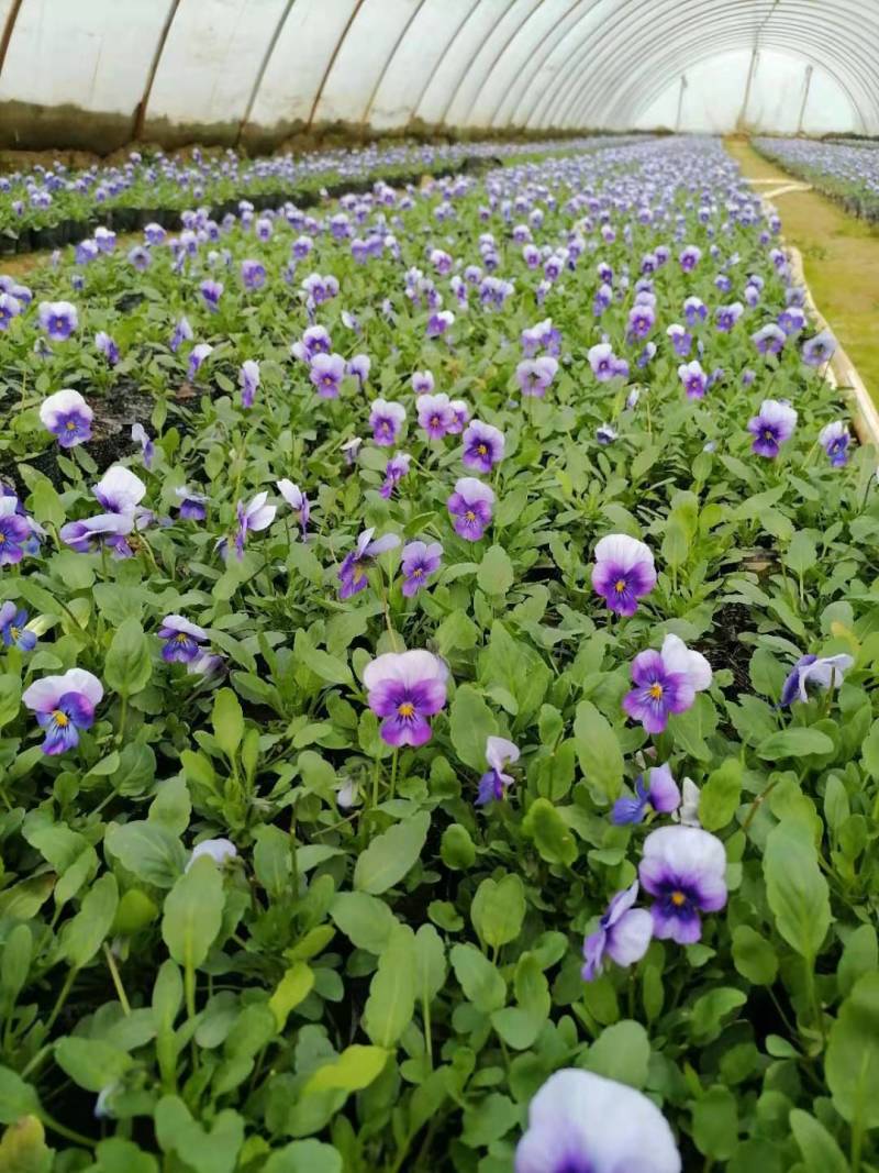 角堇成品，租摆成品花，景观花海，小区花境
