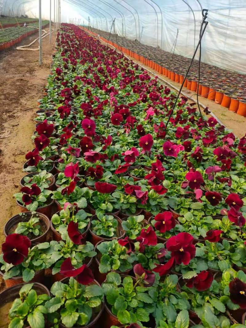角堇成品，租摆成品花，景观花海，小区花境
