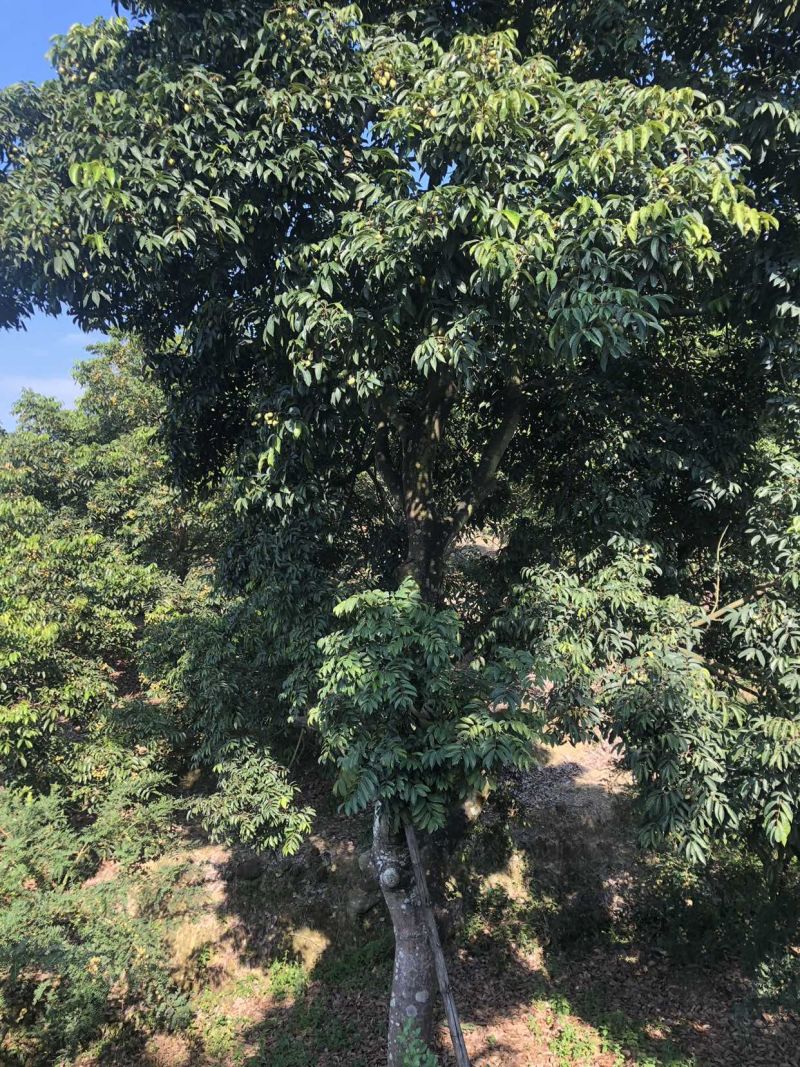 崩坎脆香甜橄榄甜油甘批发可现场采摘可发快递