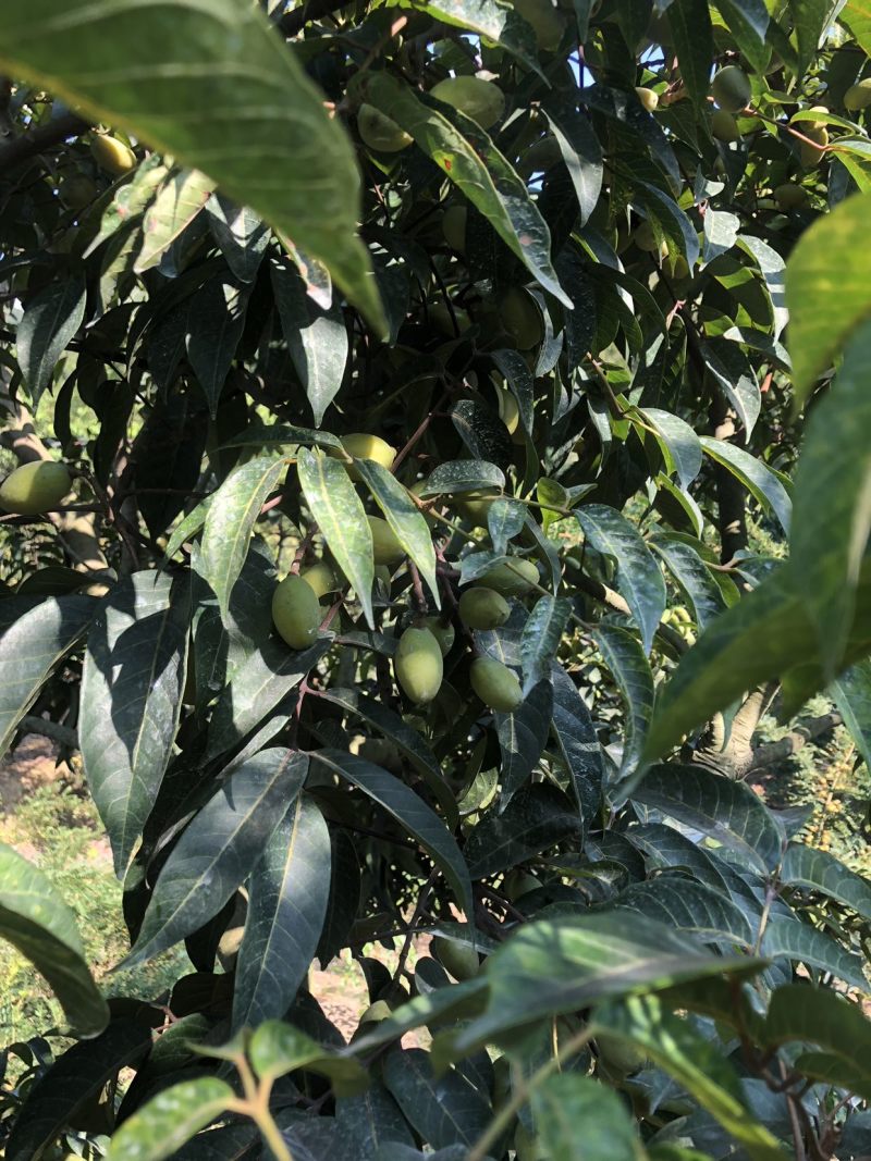 崩坎脆香甜橄榄甜油甘批发可现场采摘可发快递