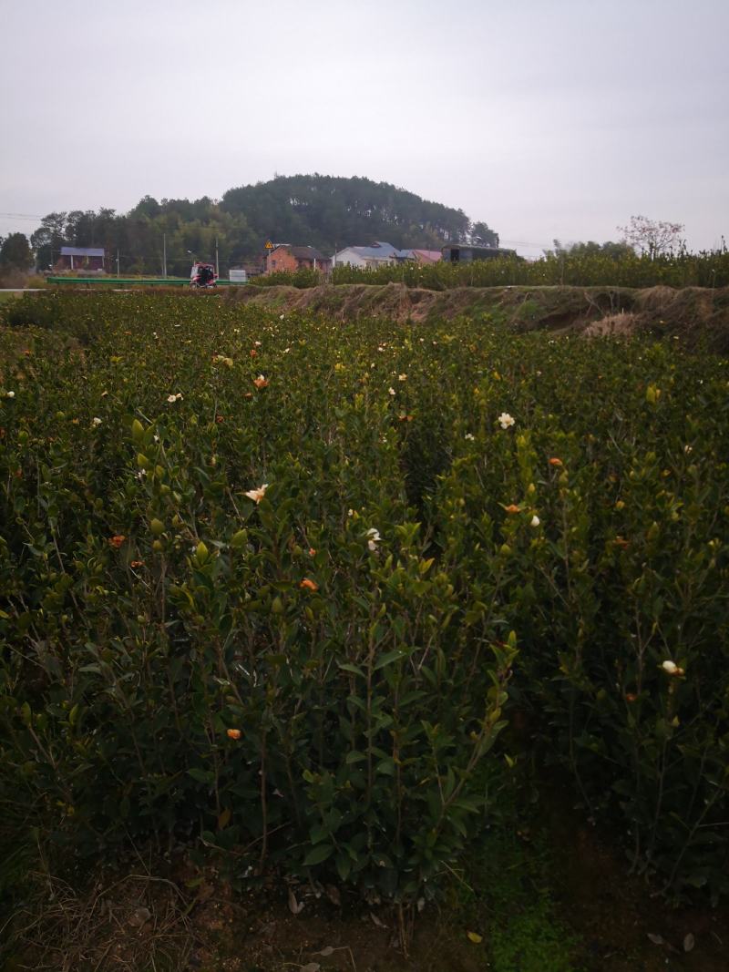 大量供应大果油茶苗，基地直销，质量保证，价格优惠