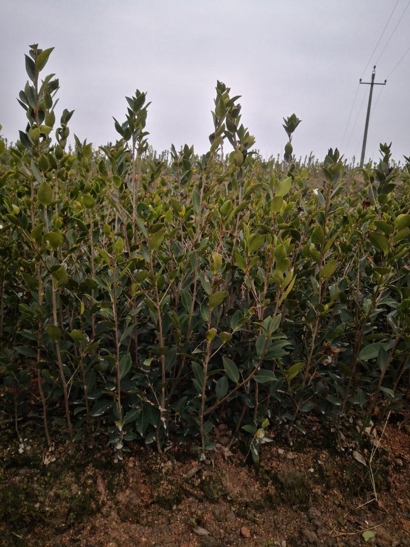 大量供应大果油茶苗，基地直销，质量保证，价格优惠