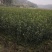 大量供应大果油茶苗，基地直销，质量保证，价格优惠