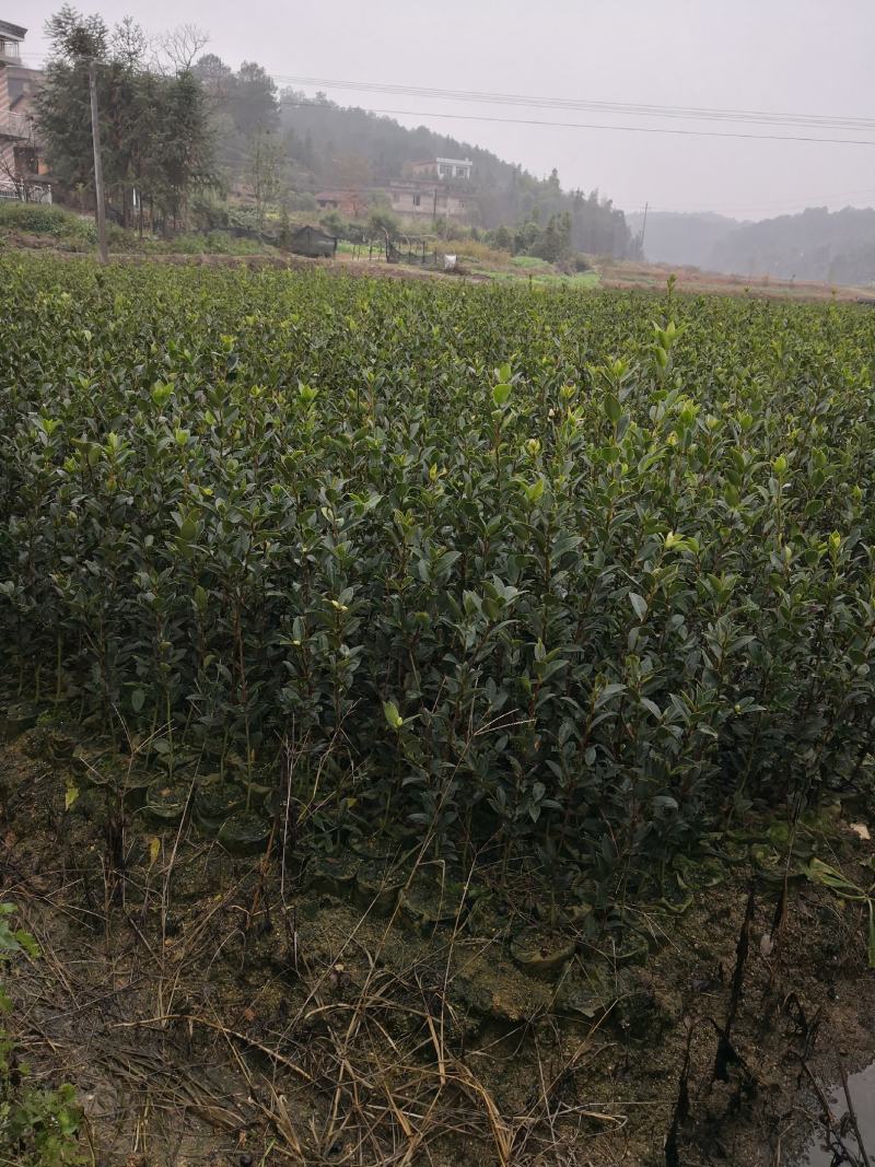 大量供应大果油茶苗，基地直销，质量保证，价格优惠