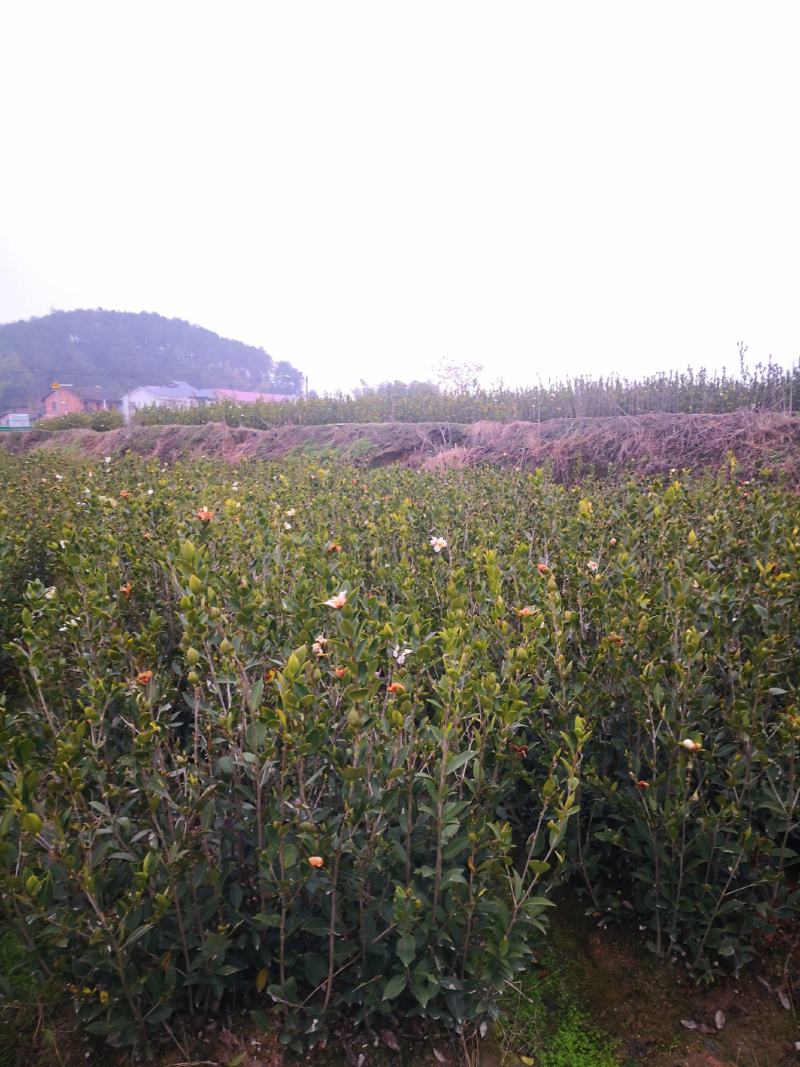 大量供应大果油茶苗，基地直销，质量保证，价格优惠