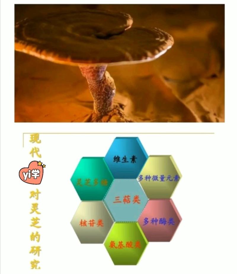 长白山头道灵芝孢子粉[品质为先以量取胜]欢迎选购