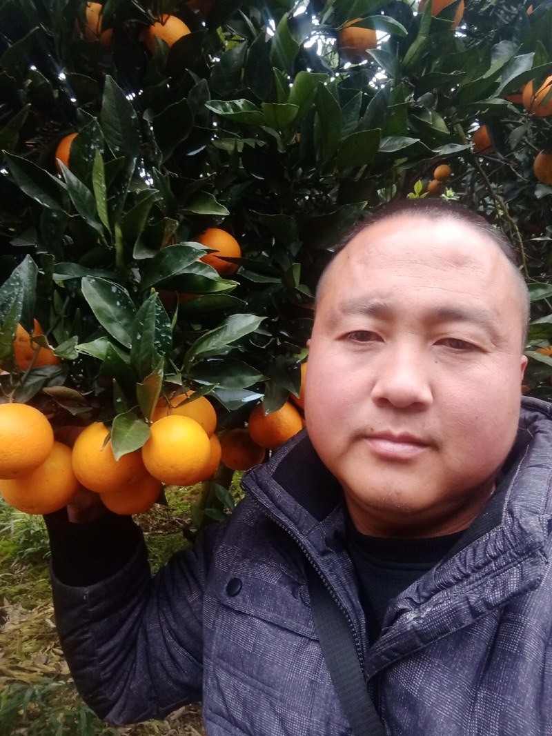永兴冰糖橙诚招天下客，欢迎全国客商下单。。。。。。。。