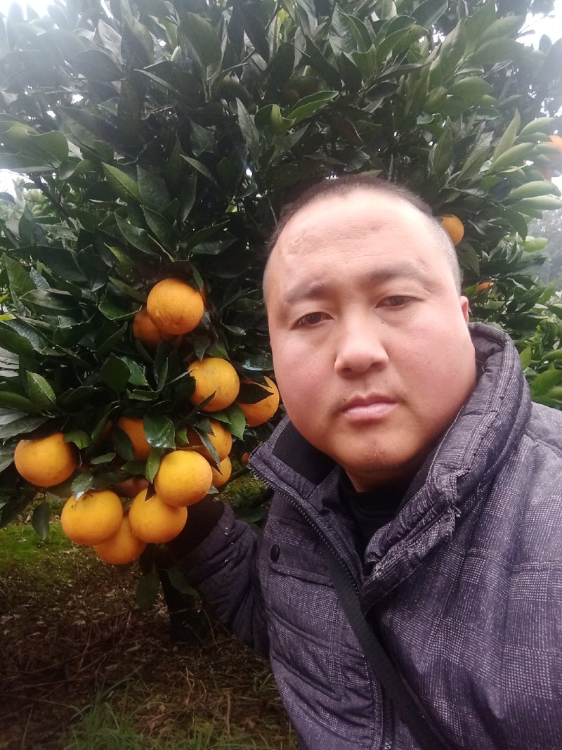 永兴冰糖橙诚招天下客，欢迎全国客商下单。。。。。。。。