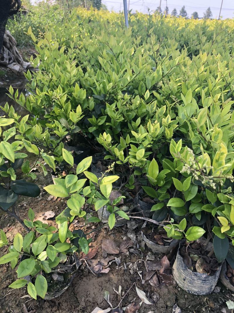 金边黄杨，色块苗木，绿篱优选，自家苗圃，农户家供应市场