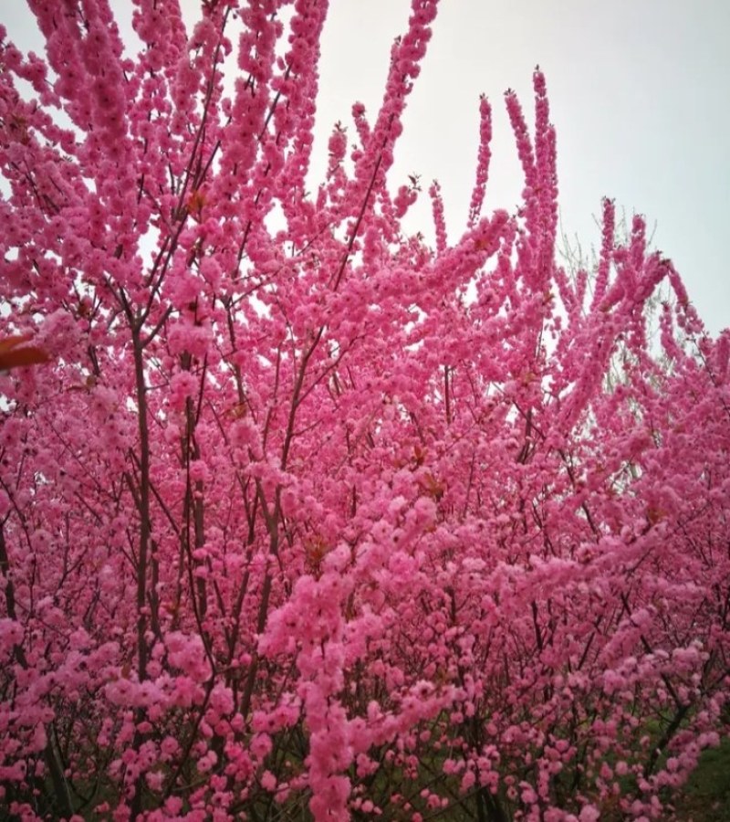 榆叶梅树苗《速生生长速度快》成活率高！