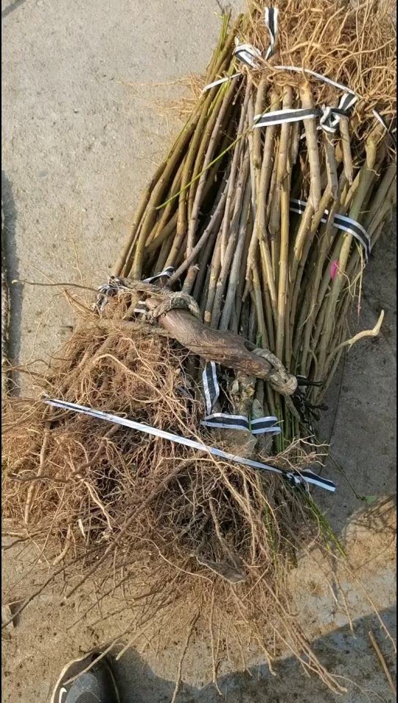 早熟个大黄桃苗基地发货保湿邮寄现挖现发假一罚十