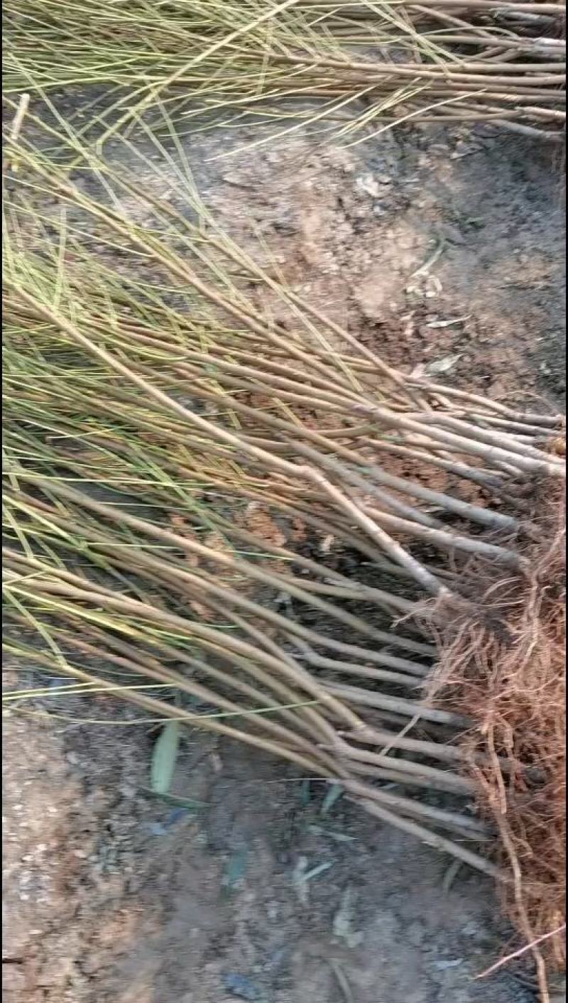 早熟个大黄桃苗基地发货保湿邮寄现挖现发假一罚十