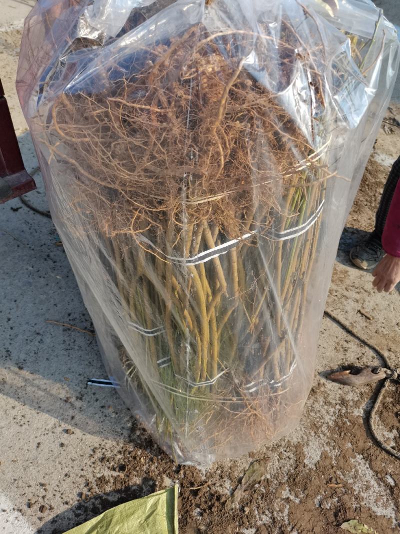早熟个大黄桃苗基地发货保湿邮寄现挖现发假一罚十