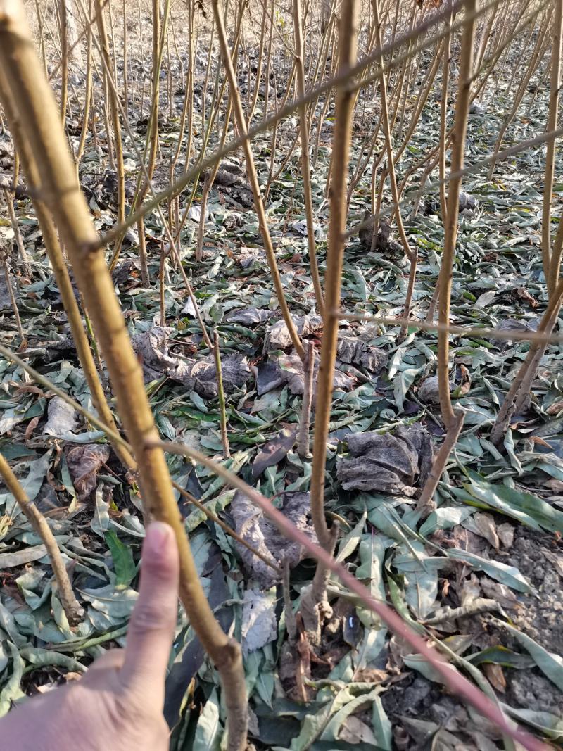 早熟个大黄桃苗基地发货保湿邮寄现挖现发假一罚十