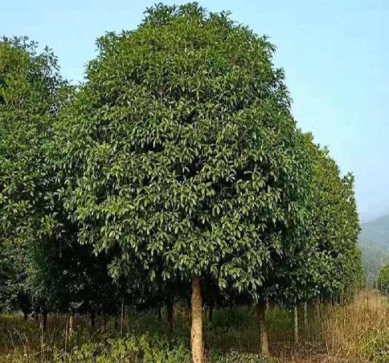 大叶女贞《速生生长速度快》成活率高耐旱！