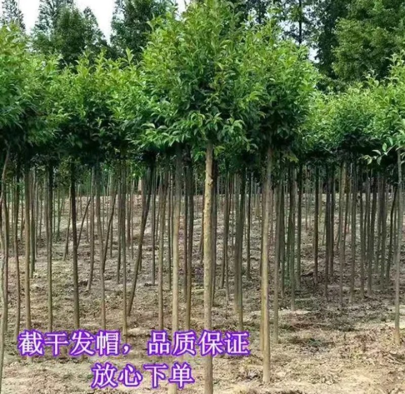 大叶女贞《速生生长速度快》成活率高耐旱！