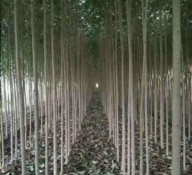 女贞苗《速生生长速度快》成活率高耐旱！