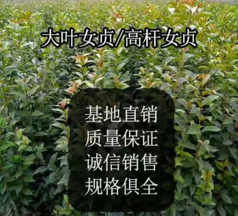 女贞苗《速生生长速度快》成活率高耐旱！