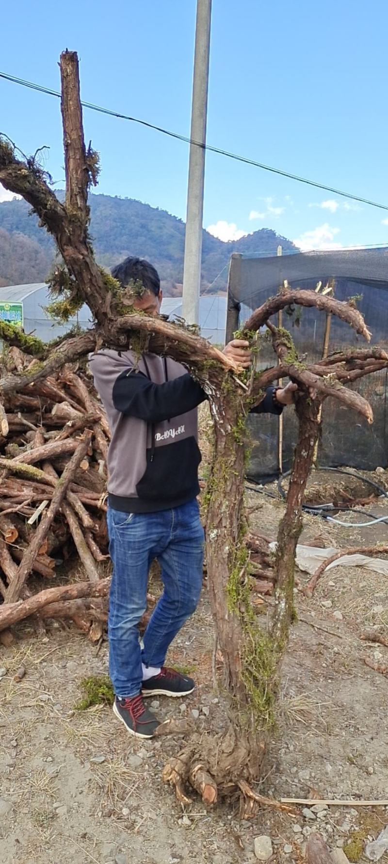 云南山木香精品古树老桩