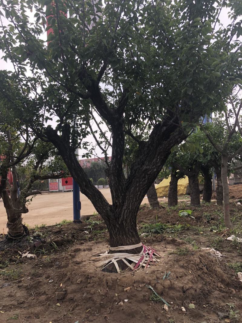 红梅，梅花系列优质品种，适合高档小区及道路点缀用苗